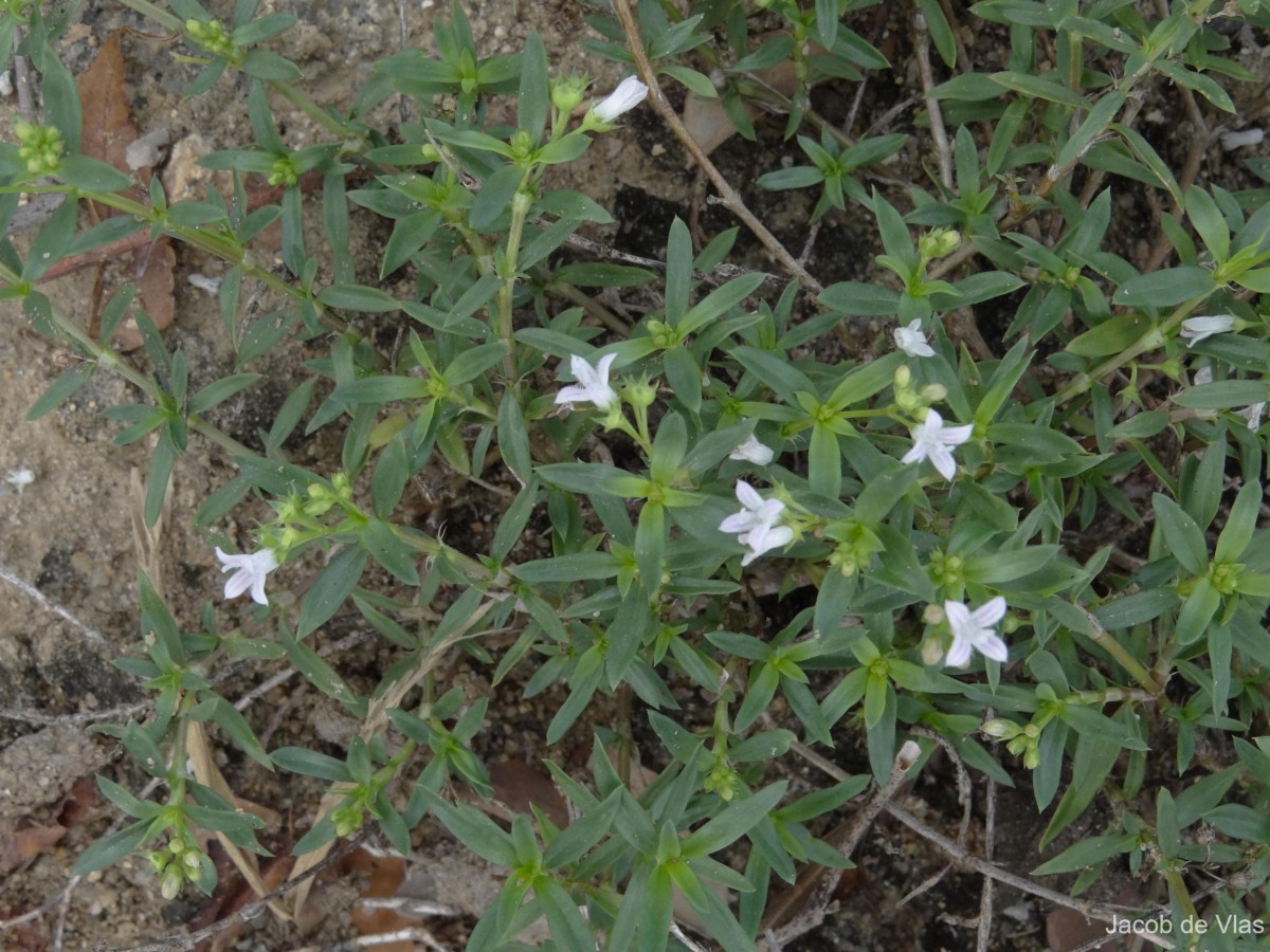 Oldenlandia umbellata L.